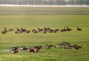 Red-breasted geese ©  Pandion Wild Tours